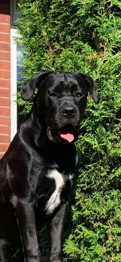 Fotochallenge Nr. 59 - Mein Hund zeigt die Zunge-Beitrag-Bild