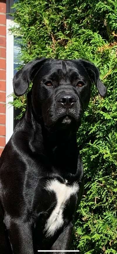 Mischlingshunde Foto Aufruf-Beitrag-Bild