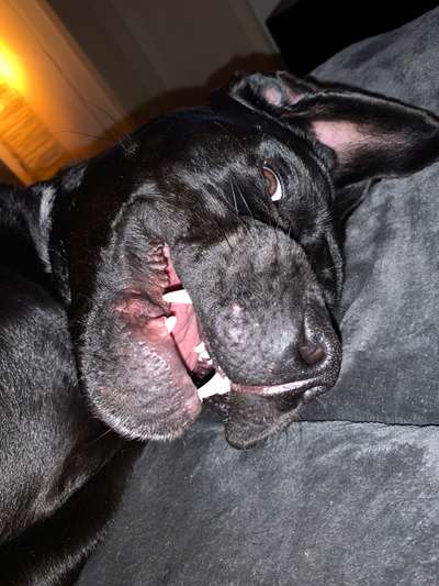 Zeigt eure verrücktesten Hundebilder-Beitrag-Bild