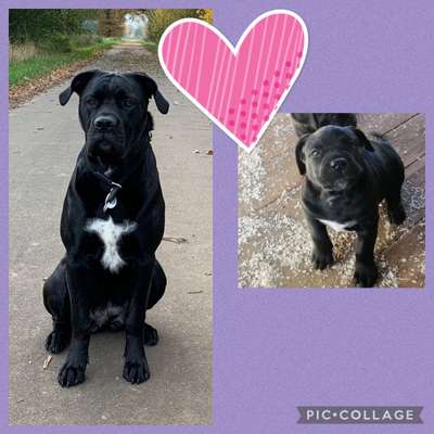 Welpenfotos-Beitrag-Bild