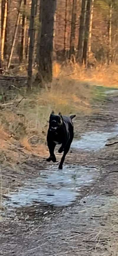 Fotochallenge 66 ~ Rennaction -Zeig deinen Hund im Lauf-Beitrag-Bild