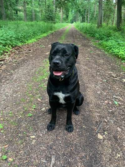 Mischlinge raten - Rätselspaß-Beitrag-Bild