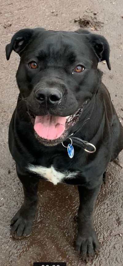 Dackelblick-Beitrag-Bild