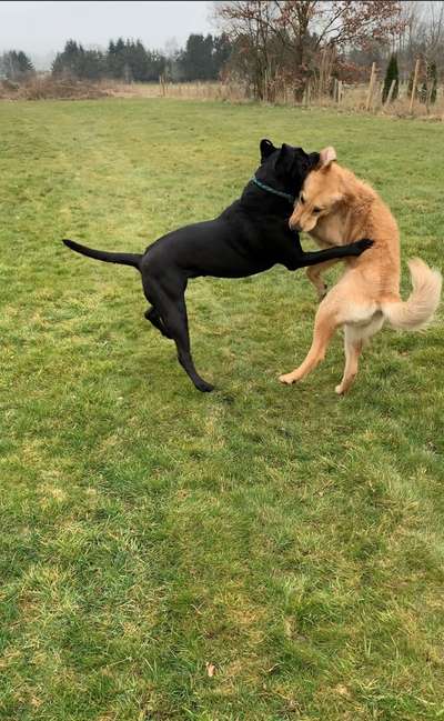 FOTO CHALLENGE 77 - Dein Hund im Spiel-Beitrag-Bild