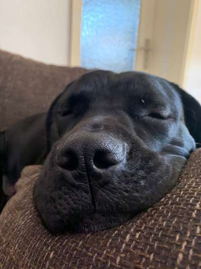 Zeigt mir die tollste Nahaufnahme von eurer Fellnase-Beitrag-Bild