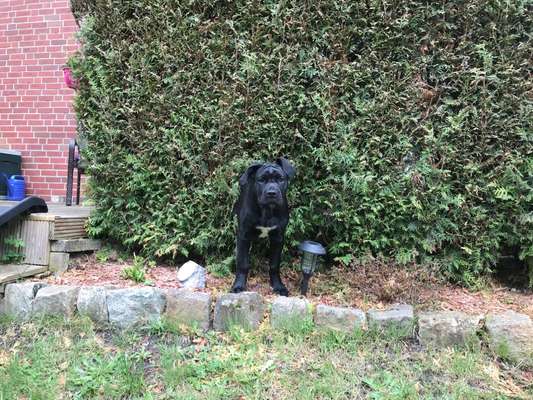 Welpen Bilder !-Beitrag-Bild