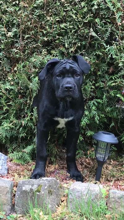 Die Dogorama Monats Challenge "Es grünt und blüht"-Beitrag-Bild