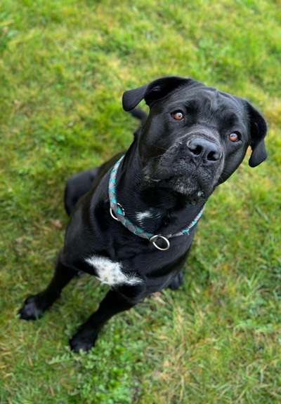 Zeigt her eure Junghunde :)-Beitrag-Bild