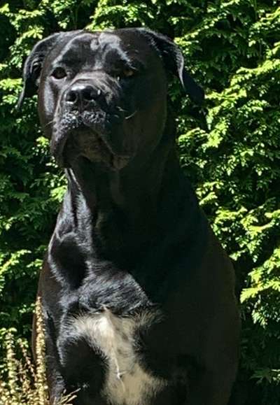 Dogorama Foto Challenge - Bestes gestelltes Bild-Beitrag-Bild