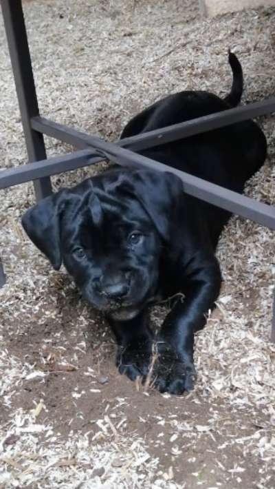 Welpen Bilder !-Beitrag-Bild