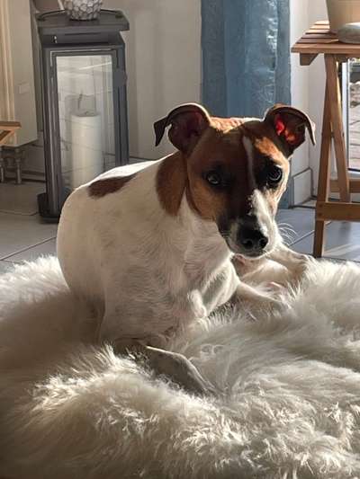 Wo sind die Jack und Parson Russell Terrier?-Beitrag-Bild