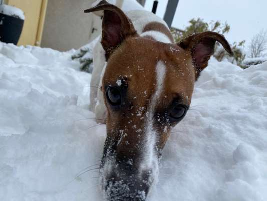 Schnee Foto-Beitrag-Bild