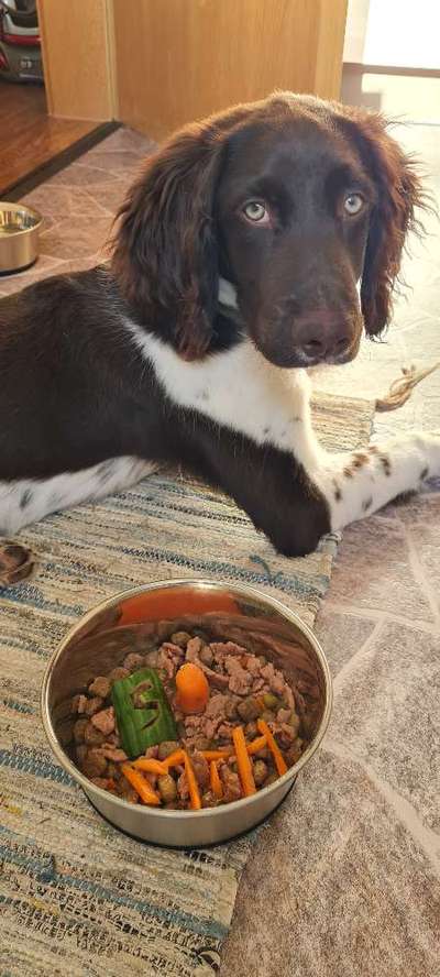 Kleiner Münsterländer!-Beitrag-Bild