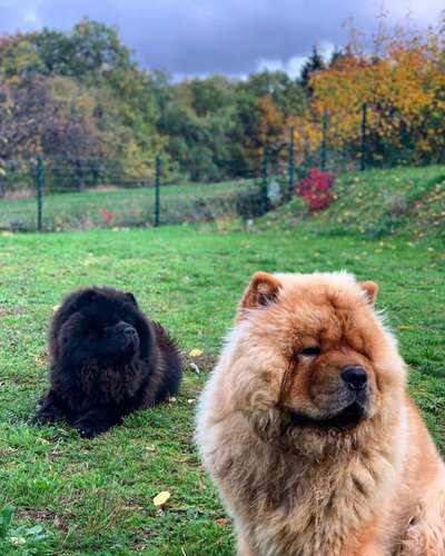 Chow Chows?-Beitrag-Bild