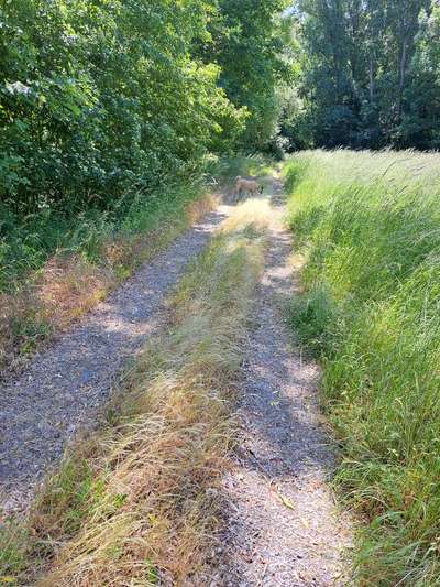 Hundeauslaufgebiet-Am Main Grafenrheinfeld-Bild