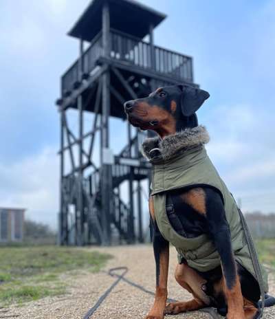 Dobermann Austausch-Beitrag-Bild