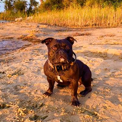 Hundetreffen-Gemeinsames Spazieren/ trainieren-Bild