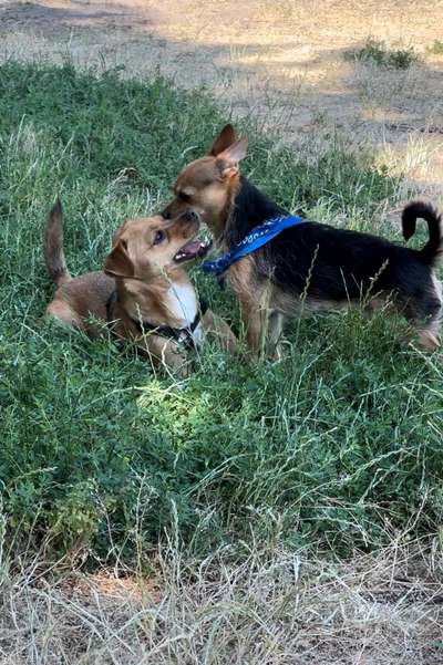 Hundetreffen-Play date for small dogs-Bild