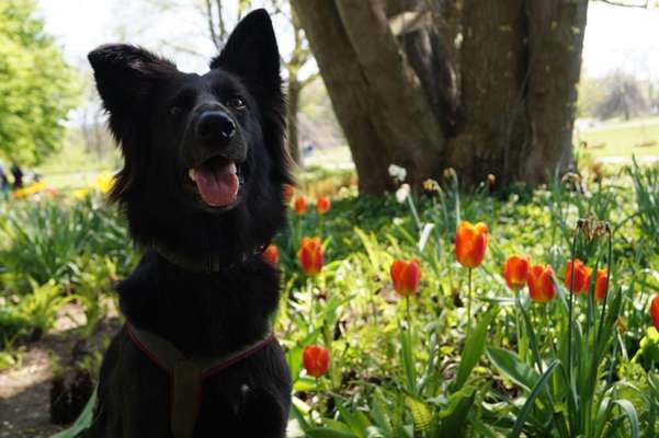 Die Dogorama Kalender Challenge Titelbild-Beitrag-Bild