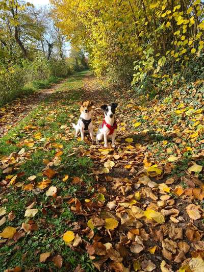 Hundetreffen-Gassi gehen + Spielen mit kleinen Hunden-Bild