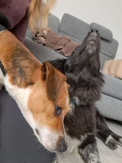 TierschutzhundeStammtisch🐕-Beitrag-Bild