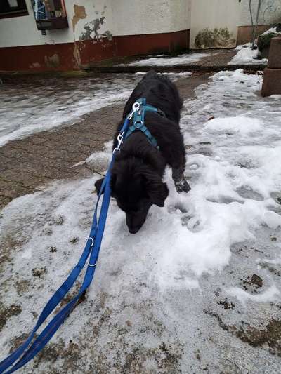 TierschutzhundeStammtisch🐕-Beitrag-Bild