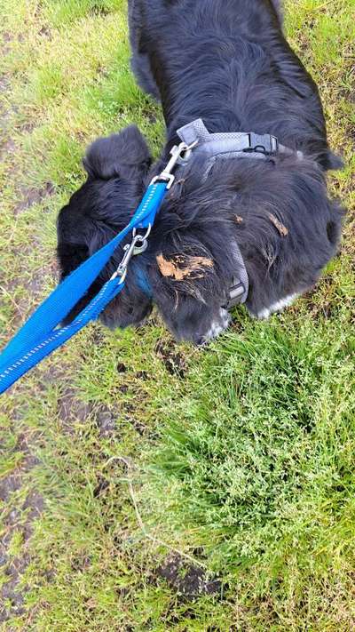 TierschutzhundeStammtisch🐕-Beitrag-Bild