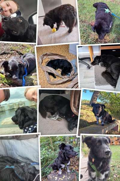 TierschutzhundeStammtisch🐕-Beitrag-Bild