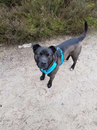 Hundetreffen-Hundetreff rund um Wriedel/Spiel/ Spaß-Bild