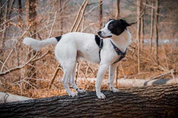 Der Gewichts-Thread-Beitrag-Bild