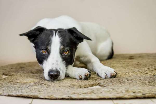 Postet das beste Foto von euren 4 beinern-Beitrag-Bild