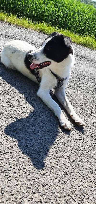 Dogorama Photo Challenge - Der Frühling kommt-Beitrag-Bild