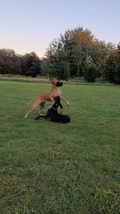 Hundetreffen-Jungspund sucht in Teupitz bzw näherer Umgebung Spielkameraden-Bild