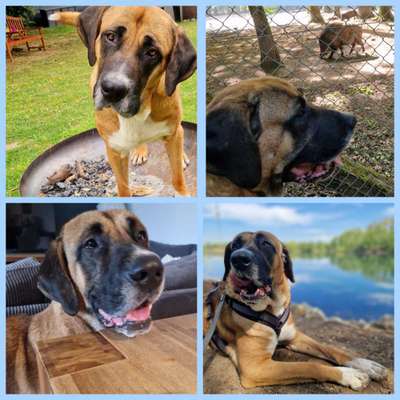 Hundetreffen-Gassi-/Spielpartner (eher große Hunde)-Bild