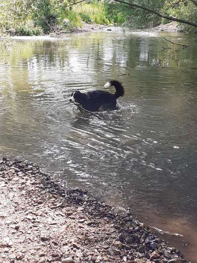 Berner Sennen-Beitrag-Bild