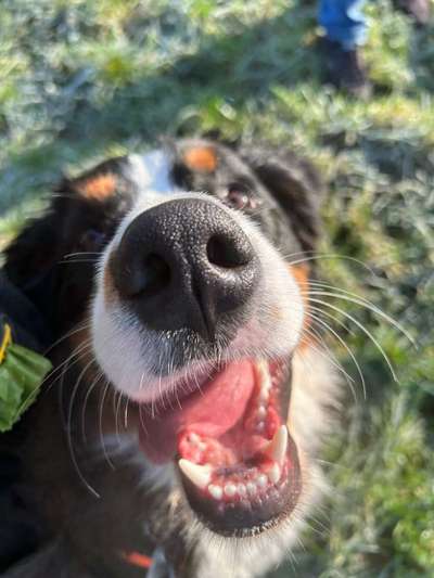 Berner Sennen-Beitrag-Bild