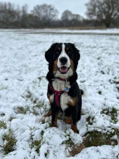 Berner Sennen-Beitrag-Bild