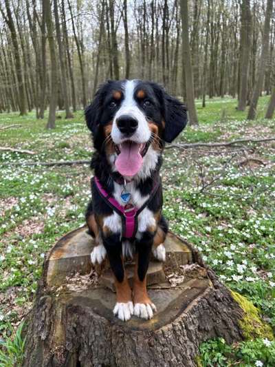 Hunderunde-Beitrag-Bild