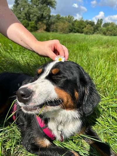 Berner Sennen-Beitrag-Bild