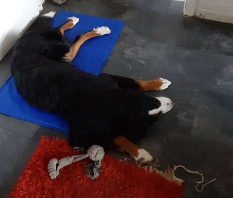 Kühldecke oder Kühlmatte ?-Beitrag-Bild