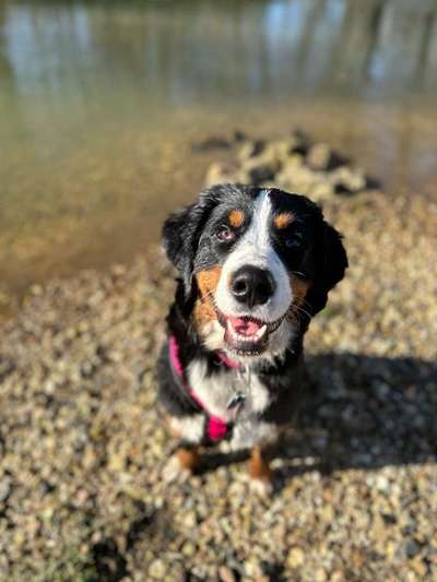 Berner Sennen-Beitrag-Bild