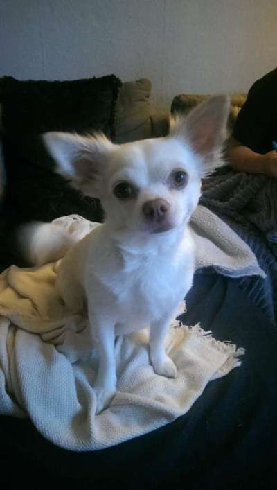 Wo sind die Chihuahua Besitzer ?-Beitrag-Bild