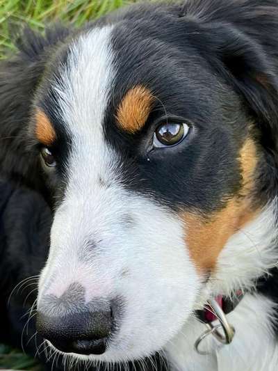 Die Augen Deines Hundes-Beitrag-Bild