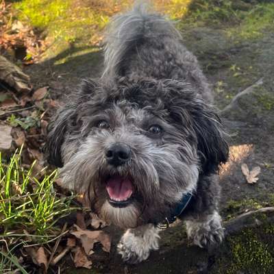 Hundetreffen-Hundefreunde gesucht-Bild