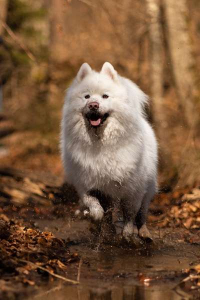 Hundetreffen-Spieltreffen-Bild