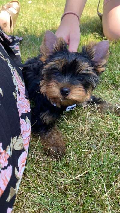 Die Dogorama Monats Challenge "Es grünt und blüht"-Beitrag-Bild