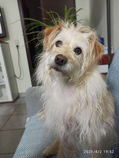 Norfolk Terrier wo seid ihr?-Beitrag-Bild