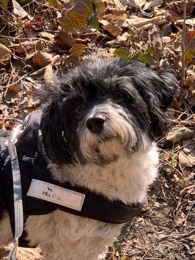 Dogorama Photo Challenge - Der Frühling kommt-Beitrag-Bild