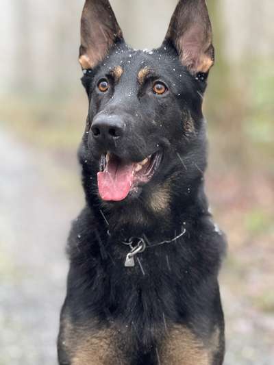 Hundetreffen-Social Walk ohne Kontakt-Bild