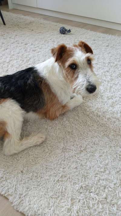 Auslandstierschutz-Beitrag-Bild